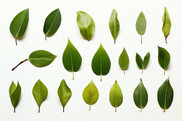 Fresh herb collection Basil leaves arranged on a simple white backdrop - obrazy, fototapety, plakaty