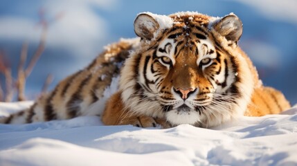 a close up of a tiger laying in the snow looking at the camera with a blue sky in the background.