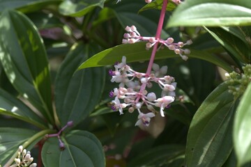 Showy Medinilla, Medinilla magnifica
