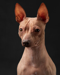 An American Hairless Terrier dog gazes intently, its distinct lack of fur and perky ears...