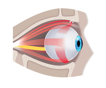 Extraocular muscles anatomy