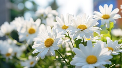  a close up of a bunch of daisies in a field with a building in the back ground and trees in the background.