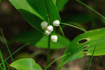 Lily of the valley in nature. Forest, wildlife, outdoor concept. Beauty blooming, selective focus