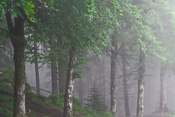 Close-up of green trees in misty forest - 695615560
