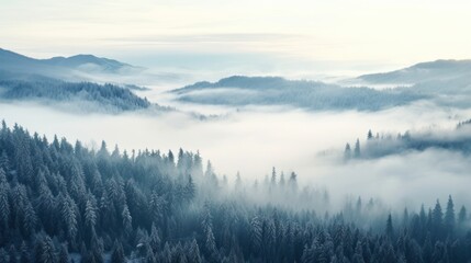  a forest filled with lots of trees covered in a blanket of fog and smoggy clouds in the distance.