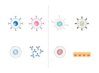 	
Innate immunity: Dendritic, Macrophage, Epithelial, and Natural killer cells. Adaptive immunity: T-cell, b-cell, Antibodies, Plasma cell. Vector Illustration