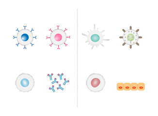Obraz premium Innate immunity: Dendritic, Macrophage, Epithelial, and Natural killer cells. Adaptive immunity: T-cell, b-cell, Antibodies, Plasma cell. Vector Illustration