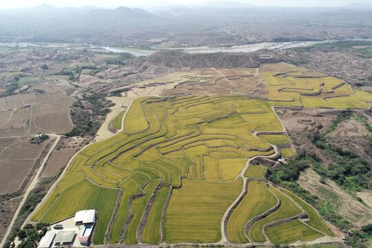 Cultivo de arroz en Zapotillo Ecuador