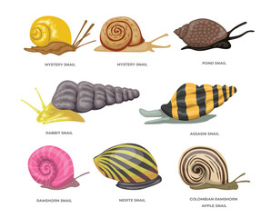 Different aquarium snail set collection isolated on white background, Cartoon Garden and aquarium animal, consist of Mystery, Pond, Rabbit, Assassin, Ramshorn, Nerite, Colombian, Ramshorn, Apple - obrazy, fototapety, plakaty