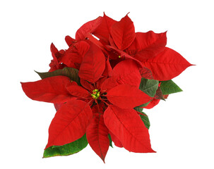 close up on poinsettia flower isolated on white background