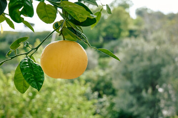 Yellow ripe grapefruit growing on a tree branch in citrus orchard.