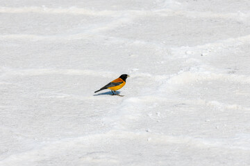 Migratory birds. Oriole on the salt lake. Salar de Uyuni. Bolivia