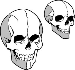 skull illustration