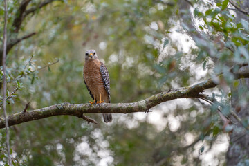 The red-shouldered hawk bird perching on a tree branch looking for prey to hunt in summer forest