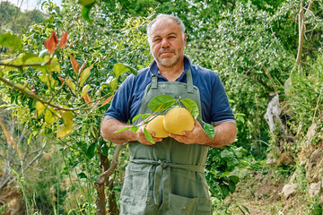 Gardener mature man holding yellow ripe grapefruits in his hands during harvesting in citrus...