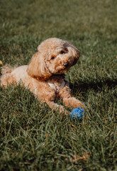 Cute toy poodle playing with ball looking at camera