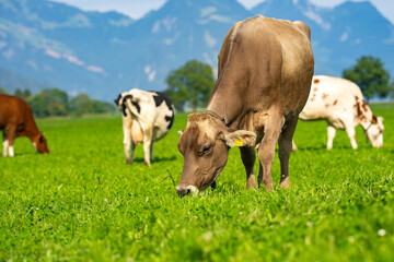 Cow in the meadow in the mountains. Brown cow on a green pasture. Cows herd in a green field. Alpine meadow with cows, Alps mountains Switzerland. Cows frisian holstein in a pasture. - obrazy, fototapety, plakaty