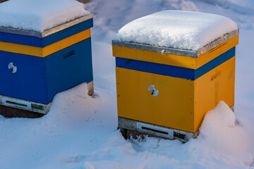 Colorful yellow and blue beehives covered with snow, closeup. Beehive in the apiary in winter....