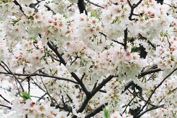 Full bloom pink cherry blossoms or sakura flower tree