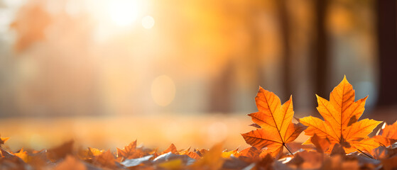 Naklejka na ściany i meble Fall Leaves Background wallpaper Image Resource
