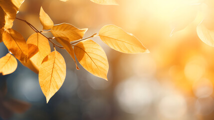 Naklejka na ściany i meble Fall Leaves Background wallpaper Image Resource