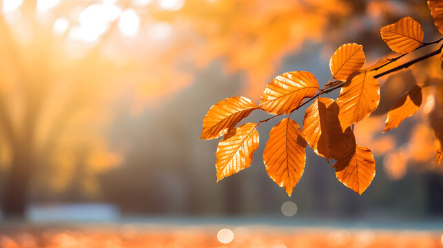Fall Leaves Background wallpaper Image Resource