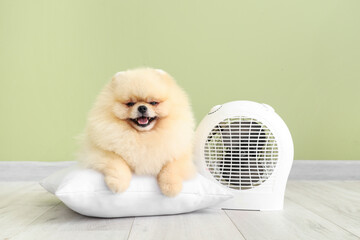 Cute Pomeranian spitz with pillow and electric fan heater near green wall