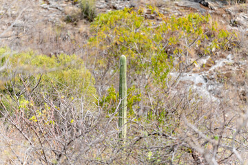 tall cactus between branches and trees - desert