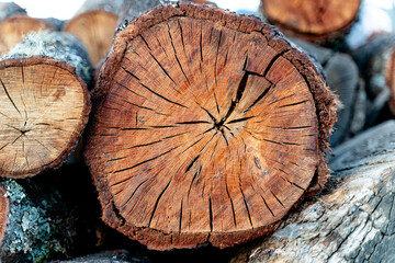 pile of cut trees - logs close up