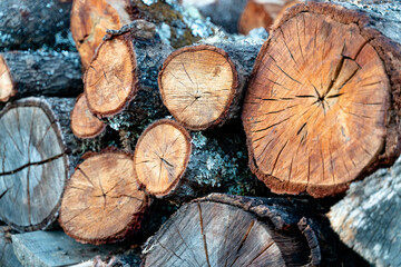 pile of cut trees - logs 