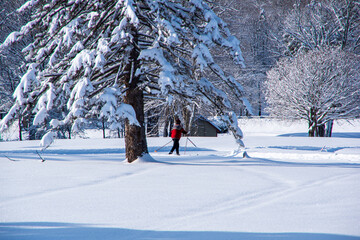cross country skier in a red sweater skiing under snow covered trees on a sunny day 