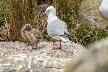 seagull chick in a nest on an island in tasmania australia in summer with chicks in a nest on a rock © William