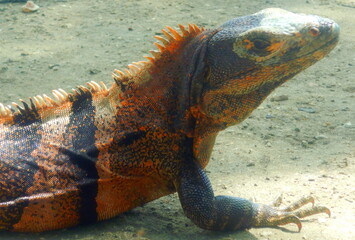 Costa Rica sea life