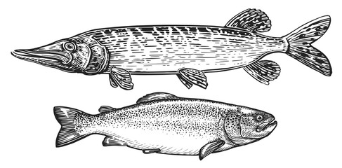 Fish set. Trout and Pike side view, engraving sketch. Fishing illustration