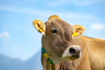 Cow is looking at camera. Close-up cows face. Holstein cow. Eco farming. Cows in a mountain field....