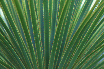Obraz premium Green succulent. Green succulent texture. Tropical desert plant. Shrubs. Nature greenery background. Green pointed leaves. Texture of fresh leaves. Aloe plant. Spring background