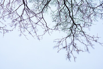 Winter sad tree branches. Background with selective focus and copy space