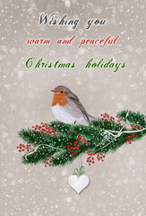  Christmas greeting card with warm and peaceful wishes .Robin redbreast on pine tree branch with red berries against  snowy background .Free copy space for short message