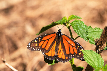La Mariposa Monarca 