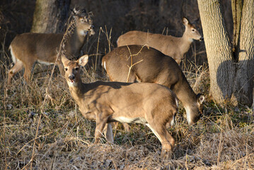 December Afternoon With Deer