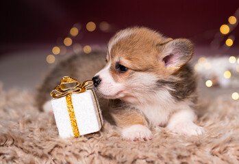 Little welsh corgi Pembroke puppy with a Christmas present photoshoot