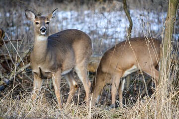 December Afternoon With Deer