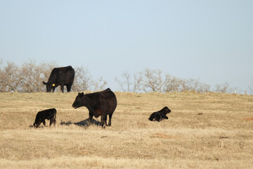 Black angus beef cattle herd in rural Texas ranch field with copy space on background.