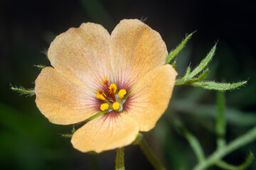 Turnera sidoides flower (Argentina)