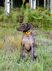 German Shorthaired Pointer Grouse Hunting