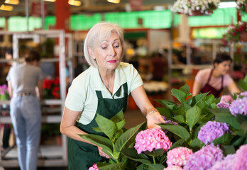 Positive successful elderly saleswoman working in flower store, checking blooming hortensia in...