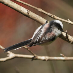 long tailed tit in a forest
