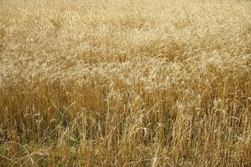 Wheat crop in the farm field