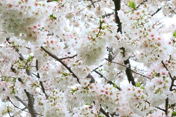 Cherry blossom flowers on the seasonal trees 