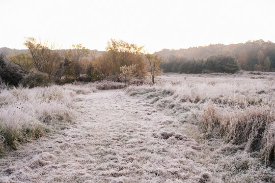 German Shorthaired Pointer Grouse Hunting